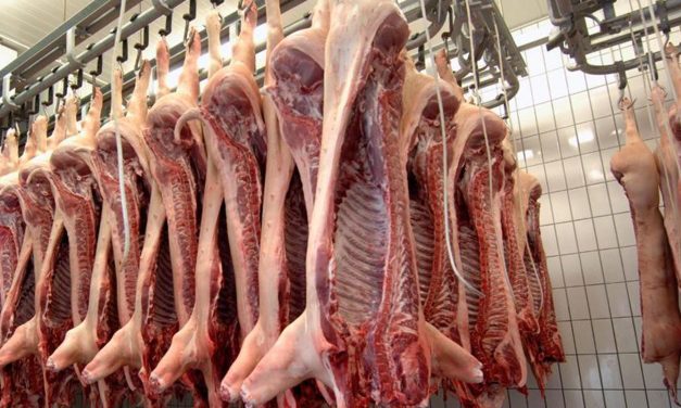La producción de carne de cerdo marcará nuevo récord este año