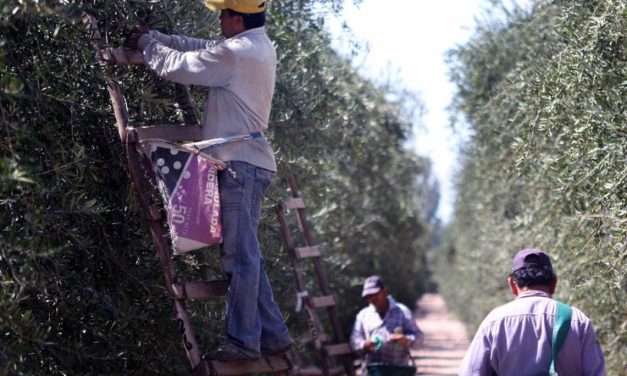 «Fuerte repunte de las economías regionales»