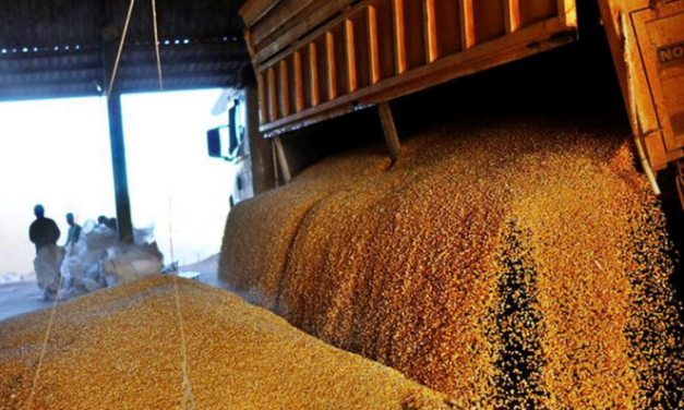 Granos ilegales: AFIP decomisó 8.100 toneladas de maíz y 502 de soja