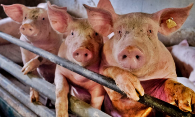 Avanza la Peste Porcina Africana y Argentina declara la alerta sanitaria