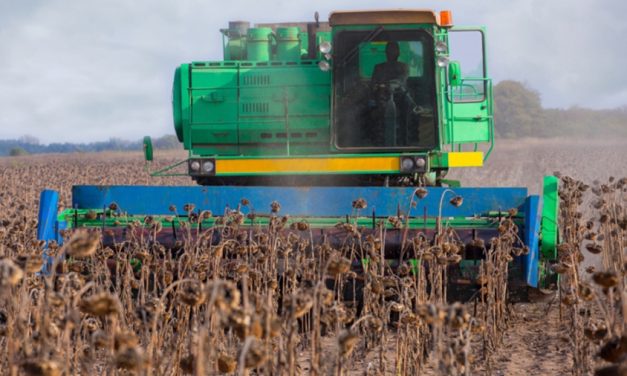 El girasol recupera terreno y proyecta exportaciones por US$ 1.200 millones