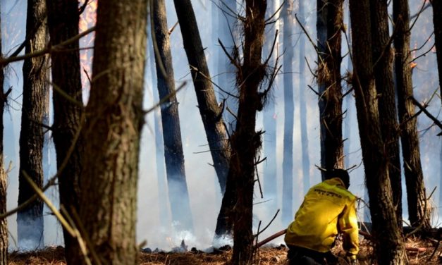 Se controló el incendio en el Vivero de Miramar, tras perderse 200 hectáreas de bosque