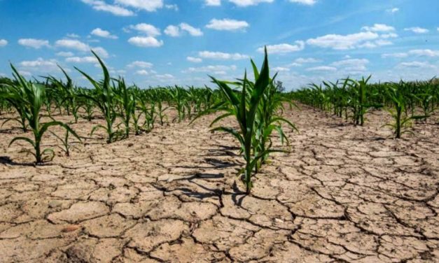 Declaran la emergencia y desastre agropecuario por sequía en Patagones