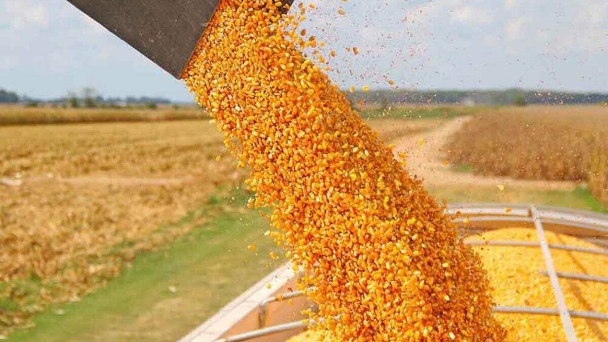 El Gobierno nacional amplió a 20 millones de toneladas el volumen de equilibrio de exportaciones de maíz de la nueva campaña 2022/23.
