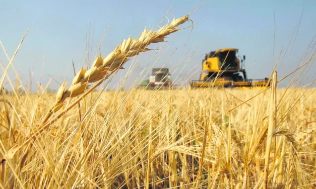 La siembra de trigo, un alivio para el campo