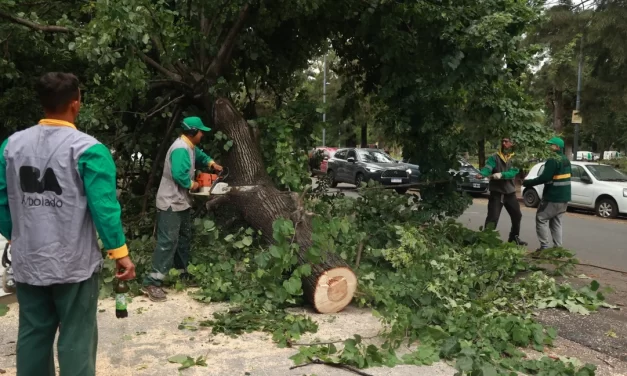 Siguen los operativos para remover árboles, liberar calles y reparar daños en la Ciudad