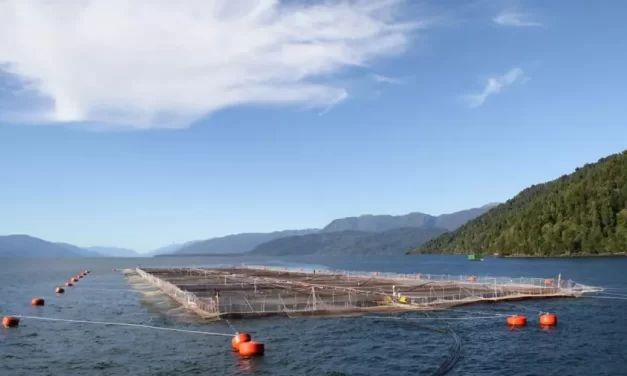 ¿Por qué la cría de salmones en jaulas divide a la clase política y sectores sociales en Tierra del Fuego?